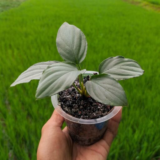 Akvared - Bucephalandra silver vein İTHAL ADET Akvared - Bucephalandra silver vein İTHAL ADET
